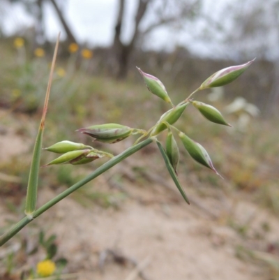 Rytidosperma carphoides (Short Wallaby Grass) at Tennent, ACT - 20 Oct 2014 by MichaelBedingfield