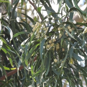 Acacia implexa at Conder, ACT - 10 Jan 2016 04:04 PM