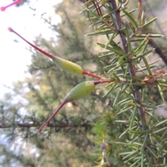 Grevillea juniperina (Grevillea) at Greenway, ACT - 10 Jan 2016 by michaelb