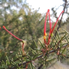 Grevillea juniperina at Greenway, ACT - 10 Jan 2016