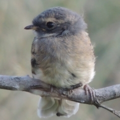 Rhipidura albiscapa (Grey Fantail) at Pine Island to Point Hut - 10 Jan 2016 by michaelb