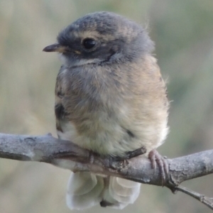 Rhipidura albiscapa at Greenway, ACT - 10 Jan 2016 07:36 PM