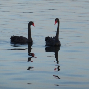 Cygnus atratus at Yarralumla, ACT - 14 Mar 2016