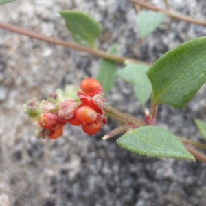 Einadia nutans subsp. nutans at Symonston, ACT - 29 Feb 2016