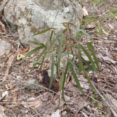Brachychiton populneus subsp. populneus (Kurrajong) at Symonston, ACT - 29 Feb 2016 by Mike
