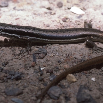 Morethia boulengeri (Boulenger's Skink) at Gungahlin, ACT - 27 Oct 1982 by wombey