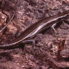 Pseudemoia spenceri (Spencer's Skink) at Uriarra, ACT - 26 Oct 1977 by wombey