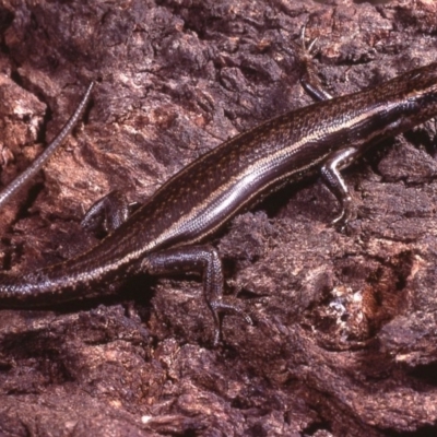 Pseudemoia spenceri (Spencer's Skink) at Uriarra, ACT - 25 Oct 1977 by wombey