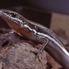 Morethia boulengeri (Boulenger's Skink) at Gungahlin, ACT - 7 Dec 1978 by wombey