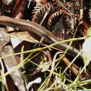 Lampropholis guichenoti at Namadgi National Park - 12 Feb 2016