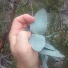 Eucalyptus perriniana (Spinning Gum) at Cotter River, ACT - 16 Mar 2016 by gregbaines