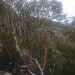 Eucalyptus perriniana at Namadgi National Park - 16 Mar 2016