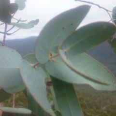 Eucalyptus perriniana at Namadgi National Park - 16 Mar 2016