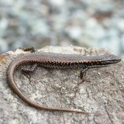 Eulamprus heatwolei (Yellow-bellied Water Skink) at Tathra, NSW - 22 Oct 1976 by wombey