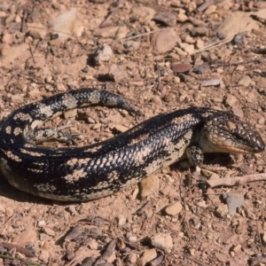 Tiliqua nigrolutea at Nimmitabel, NSW - 7 Jan 1976