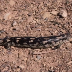 Tiliqua nigrolutea at Nimmitabel, NSW - 7 Jan 1976