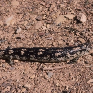 Tiliqua nigrolutea at Nimmitabel, NSW - 7 Jan 1976