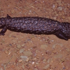 Tiliqua rugosa (Shingleback Lizard) at Sutton, NSW - 19 Dec 1983 by wombey