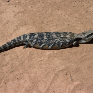 Tiliqua scincoides scincoides at Marlowe, NSW - 15 Jan 1976 12:00 AM