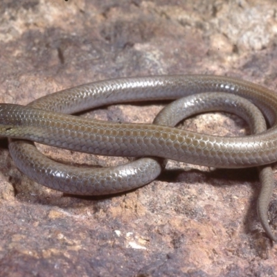 Delma impar (Striped Legless-lizard) at Gungahlin, ACT - 31 Jan 1978 by wombey