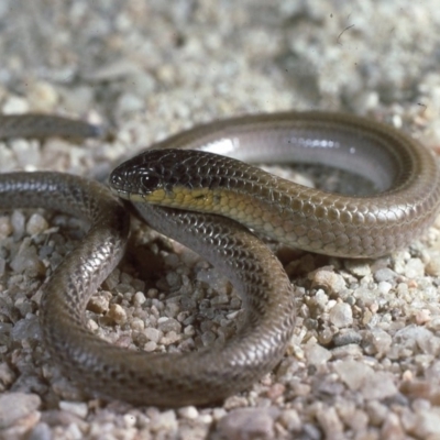 Delma impar (Striped Legless-lizard) at Gungahlin, ACT - 24 May 1987 by wombey