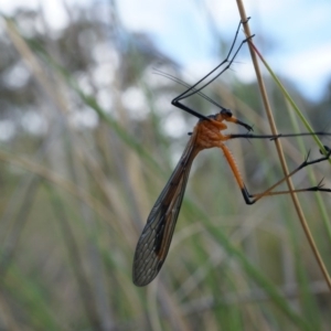 Harpobittacus australis at Canberra Central, ACT - 27 Sep 2014