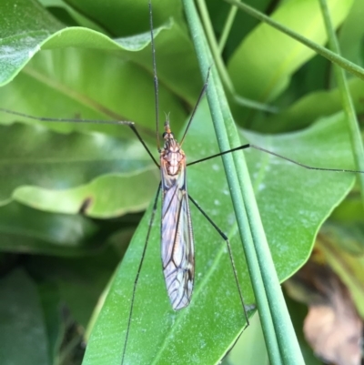 Tipulidae or Limoniidae (family) (Unidentified Crane Fly) at Watson, ACT - 8 Mar 2015 by AaronClausen