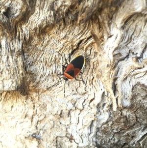 Dindymus versicolor at Hackett, ACT - 5 Sep 2015 03:29 PM