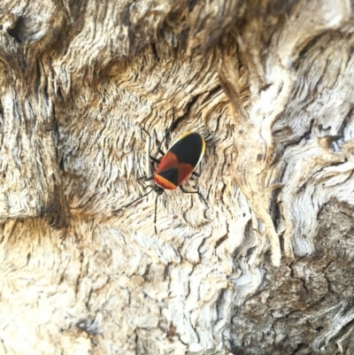 Dindymus versicolor (Harlequin Bug) at Mount Majura - 5 Sep 2015 by AaronClausen