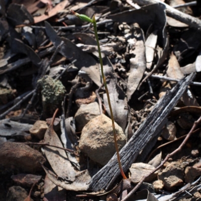 Speculantha rubescens (Blushing Tiny Greenhood) at Point 5805 - 19 Mar 2016 by David