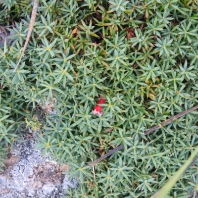 Styphelia humifusum (Cranberry Heath) at McQuoids Hill - 14 Mar 2016 by ArcherCallaway