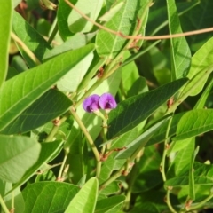 Hardenbergia violacea (False Sarsaparilla) at McQuoids Hill - 13 Mar 2016 by RyuCallaway