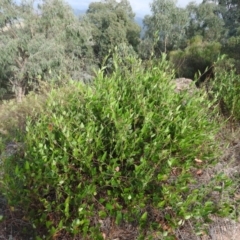 Hardenbergia violacea at McQuoids Hill - 14 Mar 2016 09:16 AM