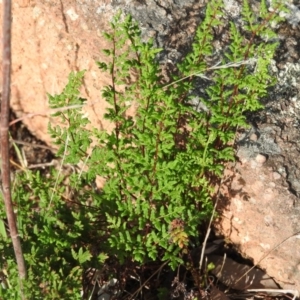 Cheilanthes sieberi at McQuoids Hill - 14 Mar 2016 09:18 AM