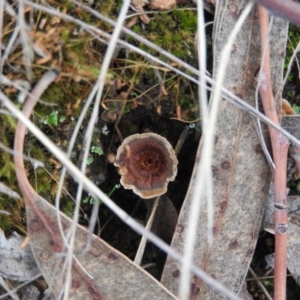 Coltricia sp. at McQuoids Hill - 14 Mar 2016