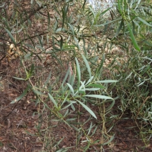 Acacia rubida at Kambah, ACT - 14 Mar 2016 09:21 AM