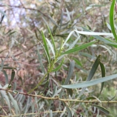 Acacia rubida at Kambah, ACT - 14 Mar 2016 09:21 AM