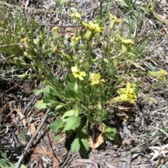 Goodenia paradoxa (Spur Goodenia) at Acton, ACT - 28 Oct 2014 by TimYiu