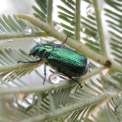 Diphucephala sp. (genus) (Green Scarab Beetle) at Greenway, ACT - 5 Jan 2016 by michaelb