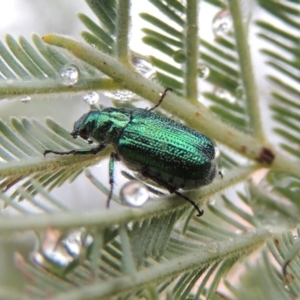 Diphucephala sp. (genus) at Greenway, ACT - 5 Jan 2016