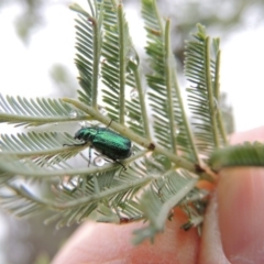 Diphucephala sp. (genus) at Greenway, ACT - 5 Jan 2016