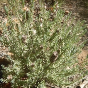 Lavandula stoechas at Bruce, ACT - 19 Mar 2016