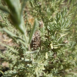 Lavandula stoechas at Bruce, ACT - 19 Mar 2016