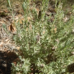 Lavandula stoechas at Bruce, ACT - 19 Mar 2016