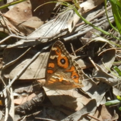 Junonia villida (Meadow Argus) at Point 604 - 19 Mar 2016 by MichaelMulvaney