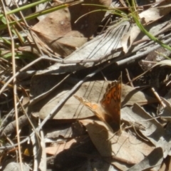 Junonia villida at Point 604 - 19 Mar 2016 02:27 PM