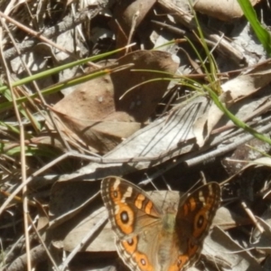 Junonia villida at Point 604 - 19 Mar 2016 02:27 PM