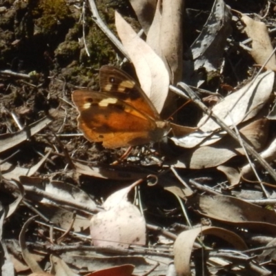 Heteronympha merope (Common Brown Butterfly) at Point 604 - 19 Mar 2016 by MichaelMulvaney