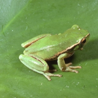 Litoria nudidigita (Narrow-fringed Tree-frog) at Back Creek, NSW - 10 Jan 1977 by wombey