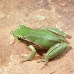 Litoria nudidigita at Back Creek, NSW - 11 Jan 1977